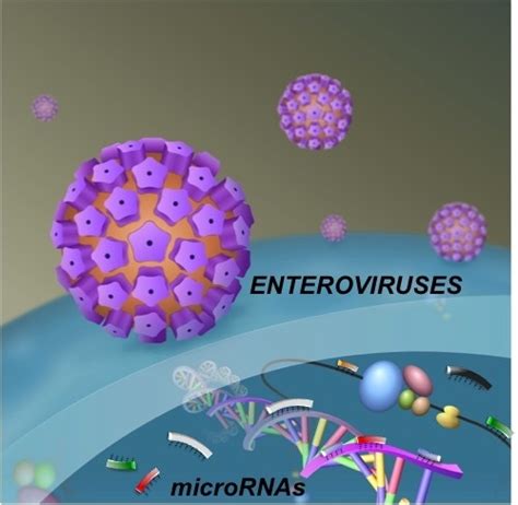 kantotero viral|Overview of Enterovirus Infections .